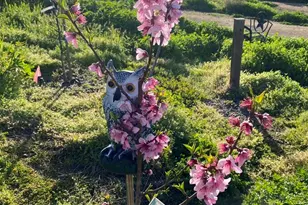 30606 Falling Star Cir, Valley Center, CA 92082 - Photo 55