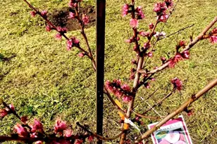 30606 Falling Star Cir, Valley Center, CA 92082 - Photo 57