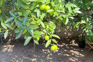 553 A Hygeia Ave Ave, Encinitas, CA 92024 - Photo 51