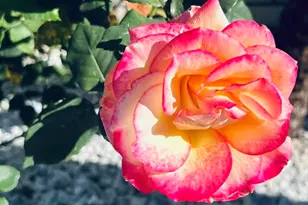 1145 E Barham Dr, San Marcos, CA 92078 - Photo 29