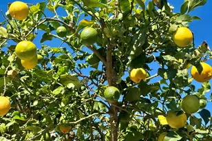 2445 S Stage Coach Ln, Fallbrook, CA 92028 - Photo 57