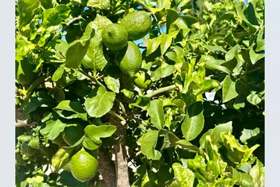 2445 S. Stage Coach Ln., Fallbrook, CA 92028 - Photo 55