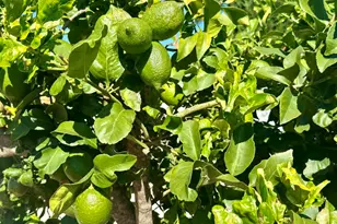 2445 S Stage Coach Ln, Fallbrook, CA 92028 - Photo 55