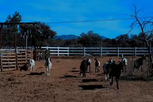 41945 Apple Rd, Anza, CA 92539 - Photo 13