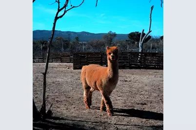 41945 Apple Road, Anza, CA 92539 - Photo 17