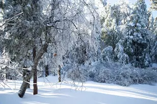 22234 Crestline Rd, Palomar Mountain, CA 92060 - Photo 61