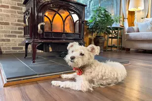 22234 Crestline Rd, Palomar Mountain, CA 92060 - Photo 11