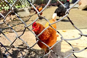 3149 Old Post Rd, Fallbrook, CA 92028 - Photo 53