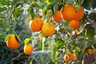 30837 Palomar Vista Dr, Valley Center, CA 92082 - Photo 49