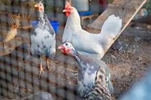 30837 Palomar Vista Dr, Valley Center, CA 92082 - Photo 45