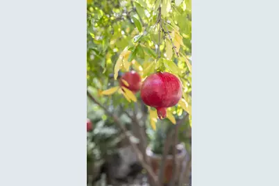 35109 Hwy 79 #91, Warner Springs, CA 92086 - Photo 39