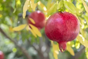 35109 Hwy 79, Warner Springs, CA 92086 - Photo 39