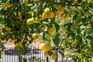 16733 Calle Hermosa, San Diego, CA 92127 - Photo 47