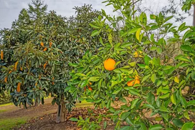 17235 Voorhes Lane, Ramona, CA 92065 - Photo 7