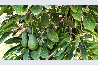 6951 W Lilac Road, Bonsall, CA 92003 - Photo 55