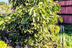 6951 W Lilac Rd, Bonsall, CA 92003 - Photo 53