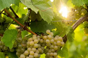 16866 Acebo Dr, San Diego, CA 92128 - Photo 33