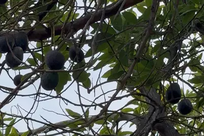 2851 Cebu Place, Carlsbad, CA 92009 - Photo 29