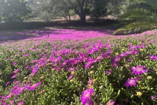 2187 Mil Sorpresas Dr, Fallbrook, CA 92028 - Photo 47