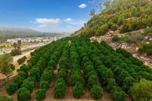 550 Meadowood St, Fallbrook, CA 92028 - Photo 43