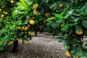 550 Meadowood St, Fallbrook, CA 92028 - Photo 41