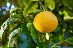 29604 Gracilior Dr, Escondido, CA 92026 - Photo 33