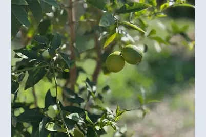 1451 Machado Street, Oceanside, CA 92054 - Photo 33