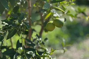 1451 Machado St, Oceanside, CA 92054 - Photo 33