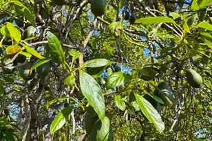 710 Buena Creek Rd, San Marcos, CA 92069 - Photo 61