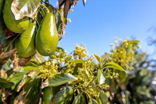 3630 Donna Dr, Carlsbad, CA 92008 - Photo 21