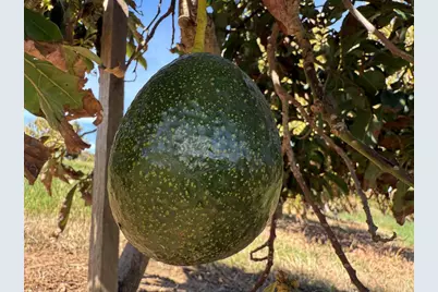 0 Via Puerta Del Sol, Bonsall, CA 92003 - Photo 13