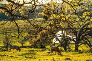 4430 Deer Lake Park Rd, Julian, CA 92036 - Photo 5