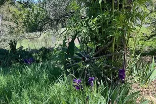 28843 Angel Mountain Rd, Santa Ysabel, CA 92070 - Photo 41