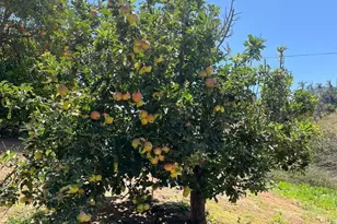 2073 Willow Glen Rd, Fallbrook, CA 92028 - Photo 31