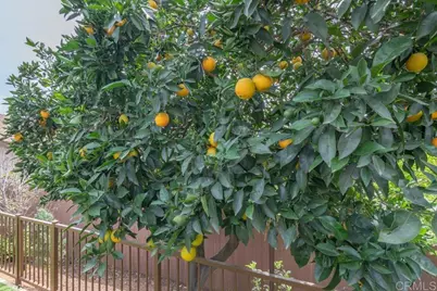 914 N Main Avenue, Fallbrook, CA 92028 - Photo 51