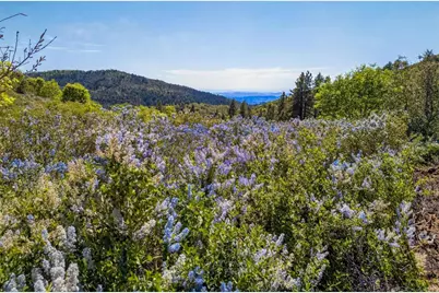 200 +/- Acres Palomar Divide Truck Trail, Palomar Mountain, CA 92060 - Photo 23