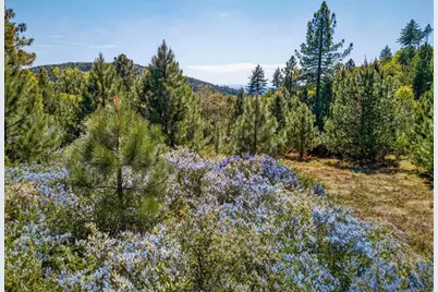 200 +/- Acres Palomar Divide Truck Trail, Palomar Mountain, CA 92060 - Photo 19