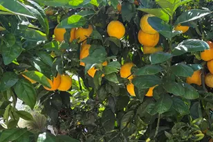 200 N El Camino Real, Oceanside, CA 92058 - Photo 13