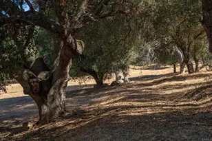 25222 Black Canyon Rd, Santa Ysabel, CA 92070 - Photo 51