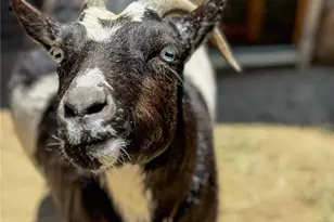 2173 Orchard Dr, Newport Beach, CA 92660 - Photo 11