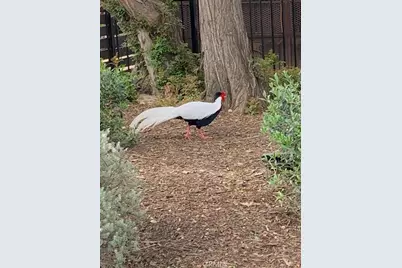 2173 Orchard Drive, Newport Beach, CA 92660 - Photo 11