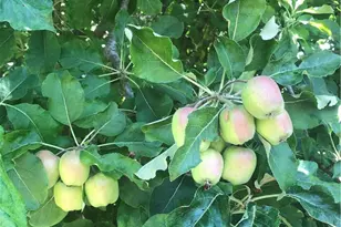 18 Paseo Canos, San Clemente, CA 92673 - Photo 21