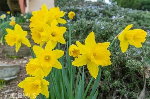 317 Montebello Oaks Dr, Lake Nacimiento CA  93446-7116 exterior