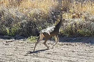 63123 Lockwood San Lucas Rd, Lockwood, CA 93932 - Photo 39
