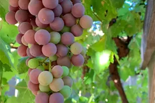 8425 Azucena, Atascadero, CA 93422 - Photo 43