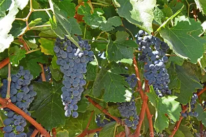 0 Adelaida Road, Paso Robles, CA 93446 - Photo 13