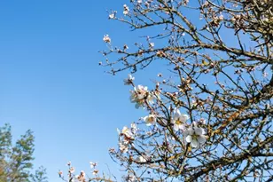 1555 Lyle, Paso Robles, CA 93446 - Photo 65