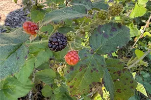 625 W Ormonde, San Luis Obispo, CA 93401 - Photo 23