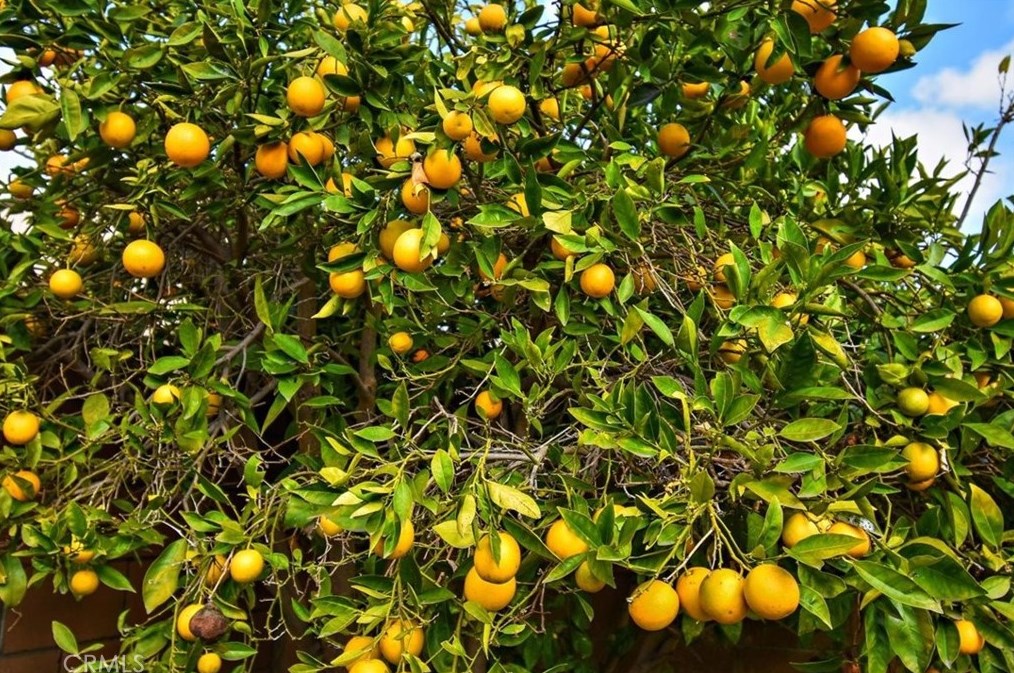 1413 Beacon Ave, Anaheim CA  92802-1717 exterior