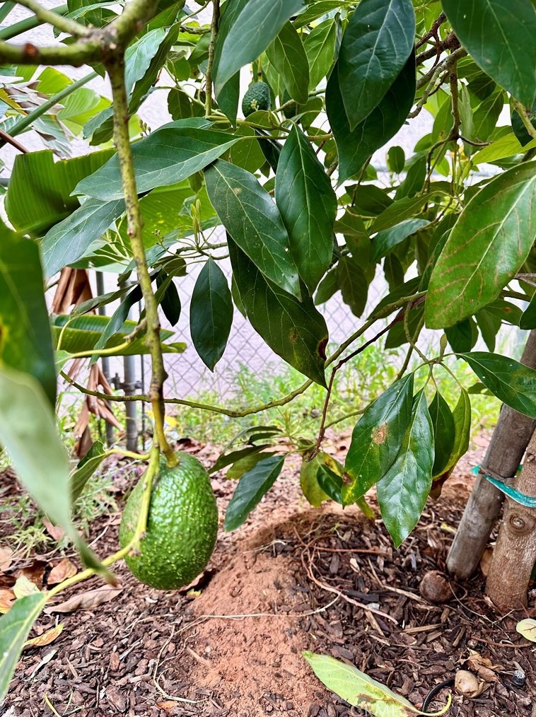 914 Main Ave, Fallbrook CA  92028-1519 exterior